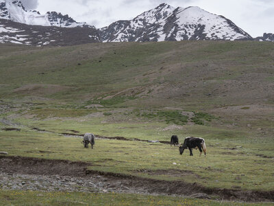 zanskar_22-07-23, sRVB-1081735