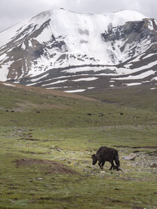 zanskar_22-07-23, sRVB-1081736