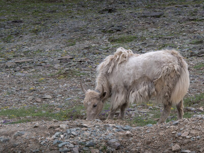 zanskar_22-07-23, sRVB-1081751