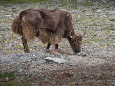 zanskar_22-07-23, sRVB-1081752