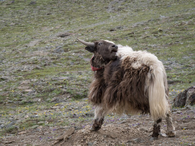 zanskar_22-07-23, sRVB-1081754
