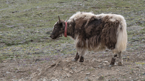 zanskar_22-07-23, sRVB-1081756