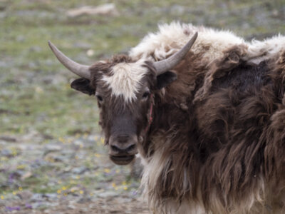 zanskar_22-07-23, sRVB-1081757