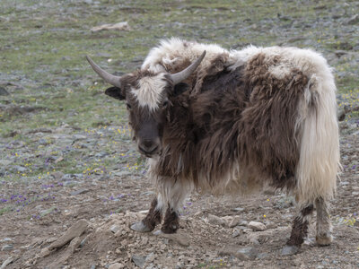 zanskar_22-07-23, sRVB-1081758