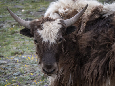 zanskar_22-07-23, sRVB-1081758-2
