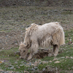 zanskar_22-07-23, sRVB-1081759