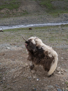 zanskar_22-07-23, sRVB-1081760