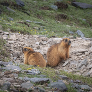 zanskar_22-07-23, sRVB-1081771