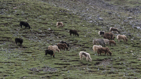 zanskar_22-07-23, sRVB-1081783