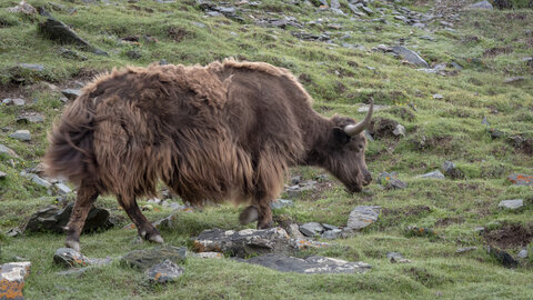 zanskar_22-07-23, sRVB-1081784
