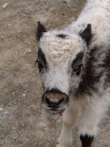 zanskar_25-07-23, sRVB-1081983