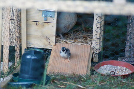 Piou Piou, DSC06055