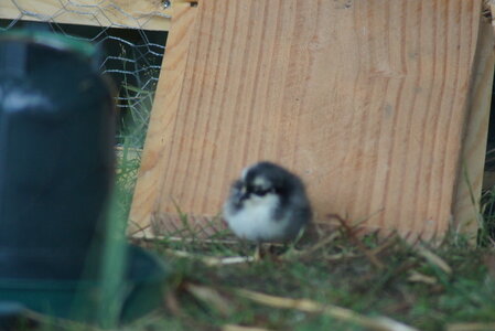 Piou Piou, DSC06056