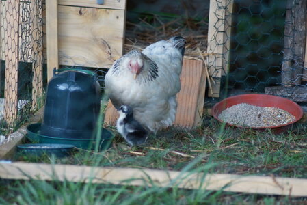 Piou Piou, DSC06064