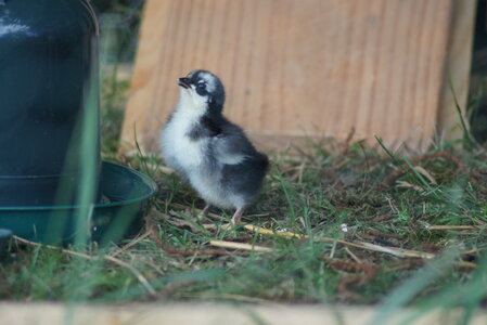 Piou Piou, DSC06067