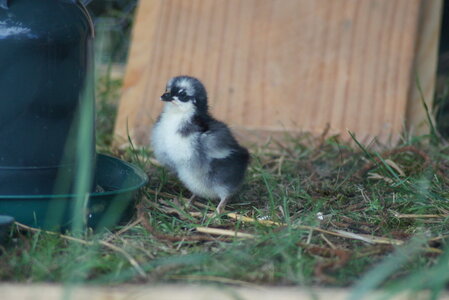 Piou Piou, DSC06068