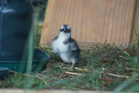 Piou Piou, DSC06069
