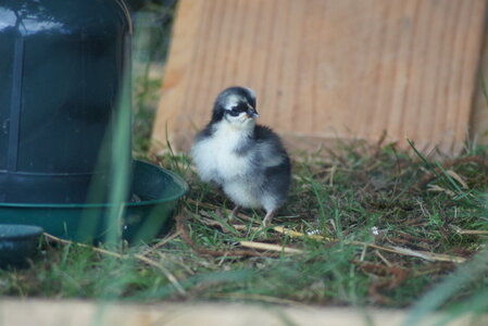 Piou Piou, DSC06070