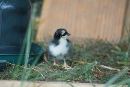 Piou Piou, DSC06072