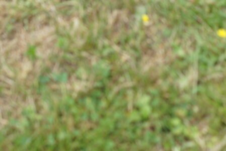 Piou Piou, DSC06075