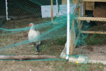 Piou Piou, DSC06076