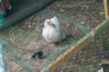 Piou Piou, DSC06079