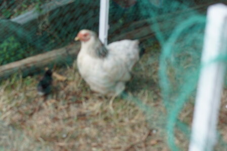 Piou Piou, DSC06080