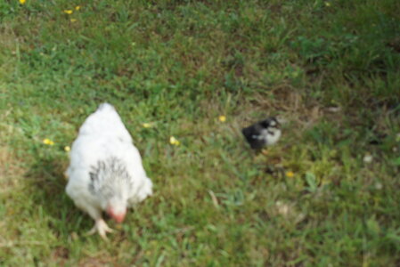 Piou Piou, DSC06083