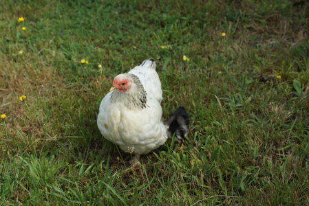 Piou Piou, DSC06084