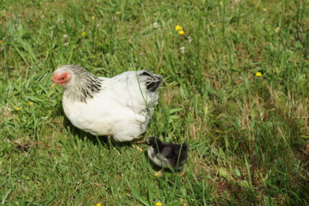 Piou Piou, DSC06085