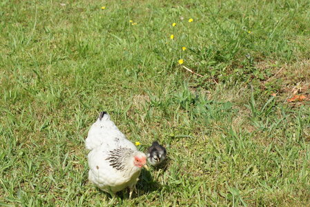 Piou Piou, DSC06086
