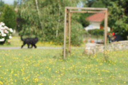 Piou Piou, DSC06087