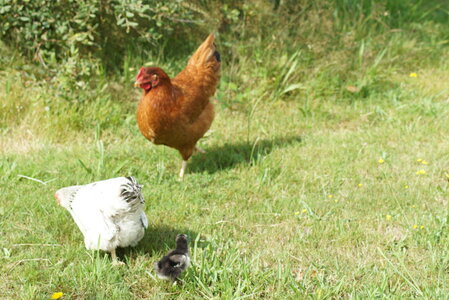 Piou Piou, DSC06088