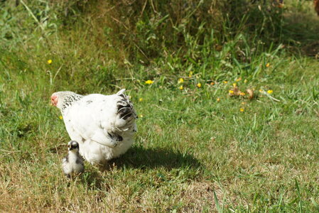 Piou Piou, DSC06089