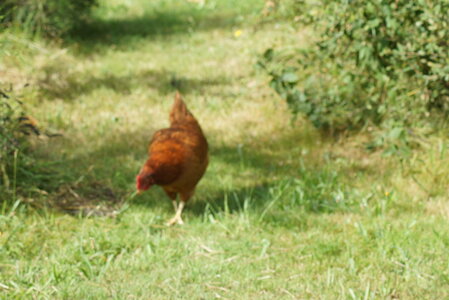 Piou Piou, DSC06090