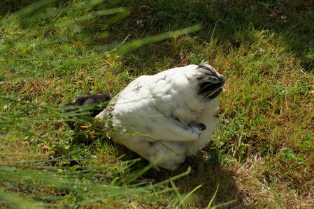 Piou Piou, DSC06091