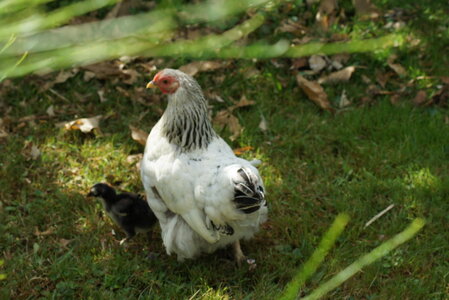 Piou Piou, DSC06092