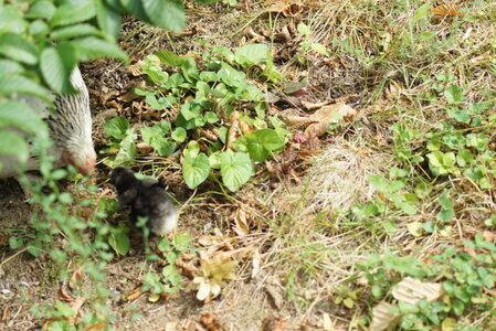 Piou Piou, DSC06093