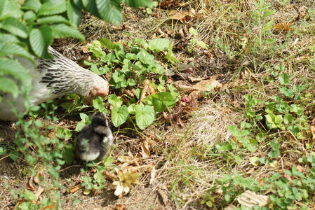 Piou Piou, DSC06094