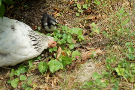 Piou Piou, DSC06095