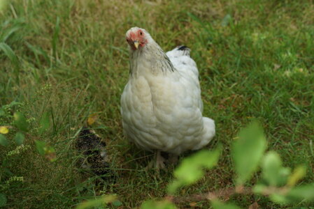 Piou Piou, DSC06096