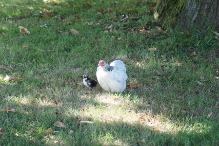 Piou Piou, DSC06097