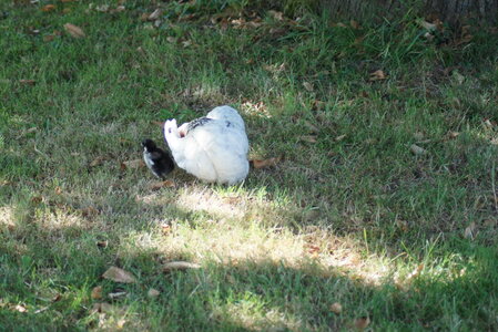 Piou Piou, DSC06098