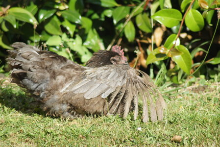 Piou Piou, DSC06100