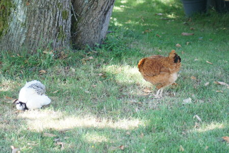 Piou Piou, DSC06102
