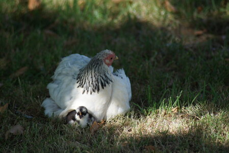 Piou Piou, DSC06103
