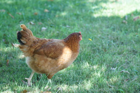 Piou Piou, DSC06104