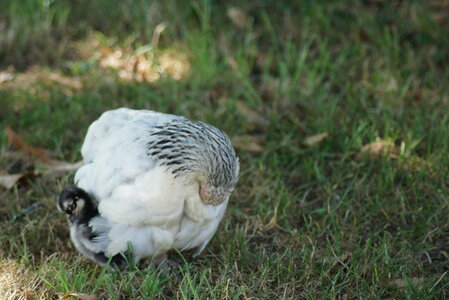 Piou Piou, DSC06105