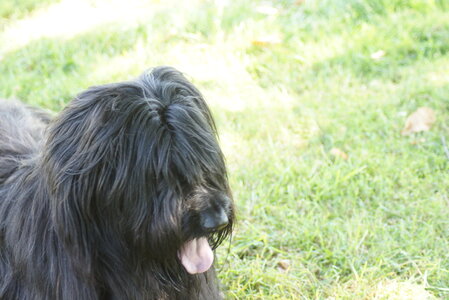 Piou Piou, DSC06106