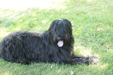 Piou Piou, DSC06107